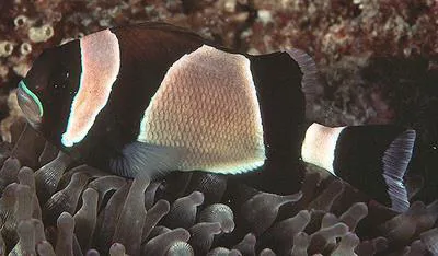 Wide-band Anemonefish (Amphiprion latezonatus)
