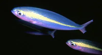 Wide-band fusilier (Pterocaesio lativittata)