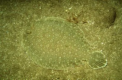 Wide-eyed flounder (Bothus podas)