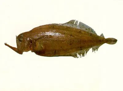 Wide-mouthed flounder (Kamoharaia megastoma)