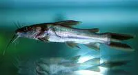 Widehead catfish (Clarotes laticeps)