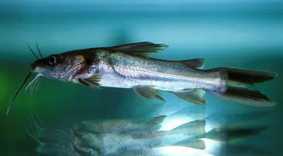 Widehead catfish (Clarotes laticeps)