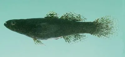 Widehead sleeper (Eleotris mauritiana)