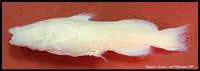 Widemouth blindcat (Satan eurystomus)
