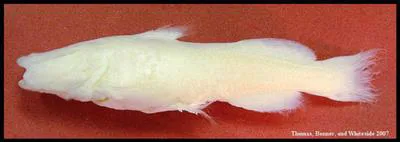 Widemouth blindcat (Satan eurystomus)