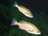 Widow rockfish (Sebastes entomelas)