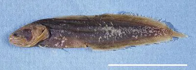 William's coralbrotula (Ogilbia jeffwilliamsi)