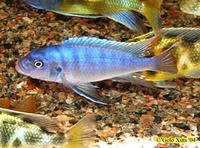 William's mbuna (Maylandia greshakei)