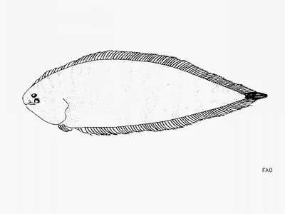 William's tonguefish (Symphurus williamsi)