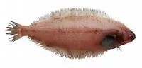 Willowy flounder (Tanakius kitaharae)