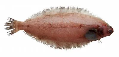 Willowy flounder (Tanakius kitaharae)