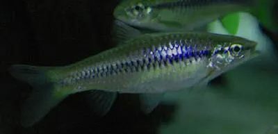Wilpita rasbora (Rasbora wilpita)