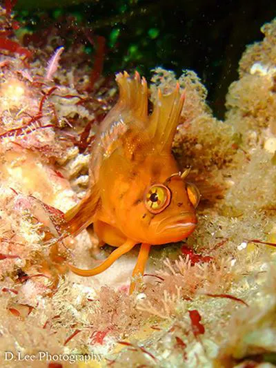 Wilson's weedfish (Heteroclinus wilsoni)