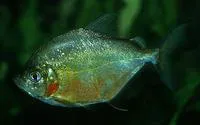 Wimple piranha (Catoprion mento)