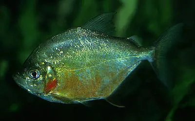 Wimple piranha (Catoprion mento)