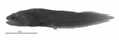 Winged coralbrotula (Diancistrus alatus)