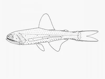 Winged lanternfish (Lampanyctus alatus)