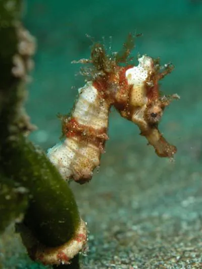 Winged seahorse (Hippocampus alatus)