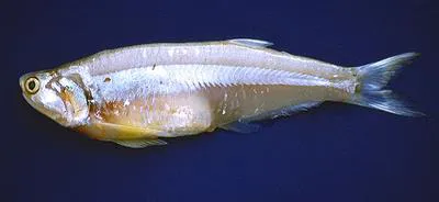Wingfin anchovy (Pterengraulis atherinoides)