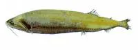 Wingfin snaggletooth (Heterophotus ophistoma)