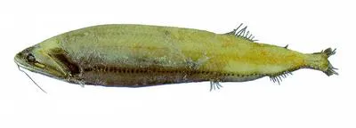 Wingfin snaggletooth (Heterophotus ophistoma)