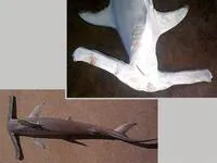 Winghead shark (Eusphyra blochii)