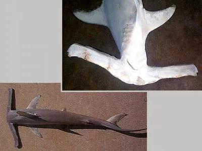 Winghead shark (Eusphyra blochii)