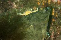 Winter flounder (Pseudopleuronectes americanus)