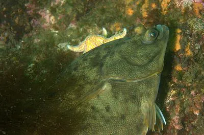 Winter flounder (Pseudopleuronectes americanus)