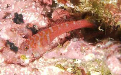 Winterbottom's goby (Trimma winterbottomi)