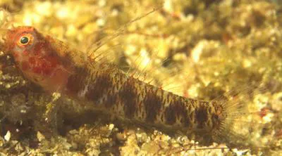 Winterbottom's pygmygoby (Eviota winterbottomi)