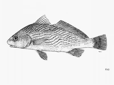 Wintersteen drum (Umbrina wintersteeni)