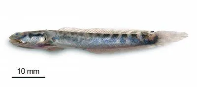 Wirz's goby (Oxuderces wirzi)