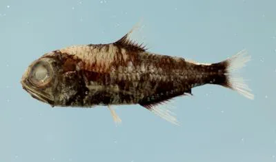 Wisner's lantern fish (Myctophum selenops)