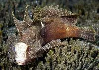 Wispy waspfish (Paracentropogon longispinis)