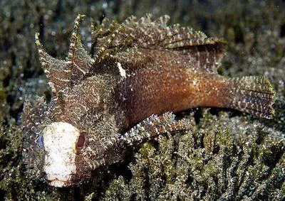 Wispy waspfish (Paracentropogon longispinis)