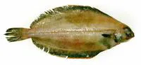 Witch flounder (Glyptocephalus cynoglossus)