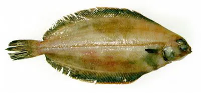 Witch flounder (Glyptocephalus cynoglossus)