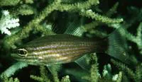 Wolf cardinalfish (Cheilodipterus artus)