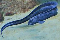 Wolf-eel (Anarrhichthys ocellatus)