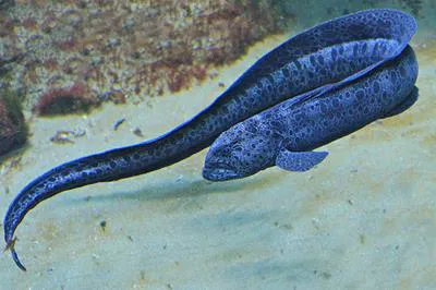 Wolf-eel (Anarrhichthys ocellatus)