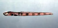 Wolf eelpout (Lycenchelys verrillii)