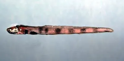 Wolf eelpout (Lycenchelys verrillii)