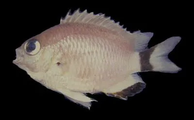Wood's chromis (Chromis woodsi)