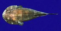 Woods' clingfish (Gobiesox woodsi)