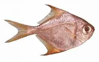 Woodwards pomfret (Schuettea woodwardi)
