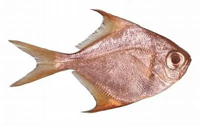 Woodwards pomfret (Schuettea woodwardi)