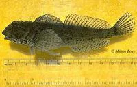 Woolly sculpin (Clinocottus analis)