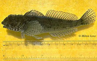 Woolly sculpin (Clinocottus analis)