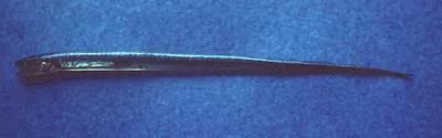 Worm pearlfish (Encheliophis vermicularis)
